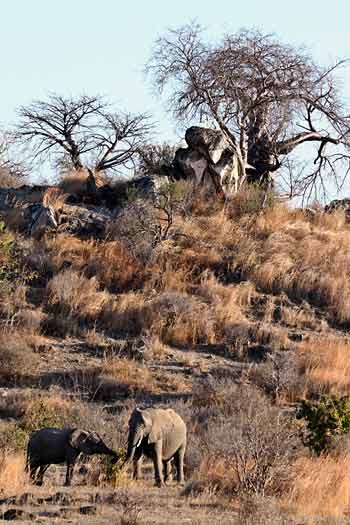 Elephant mother and youngster, Ruaha national park, Tanzania