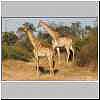 Giraffe in Chobe National Park