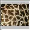 Giraffe hide close-up