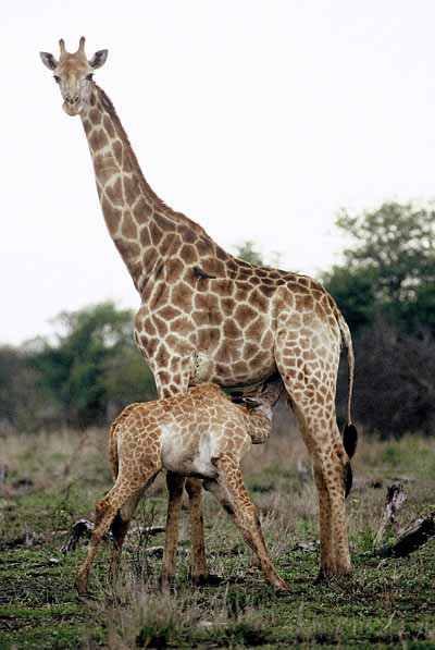 Giraffe mother and calf