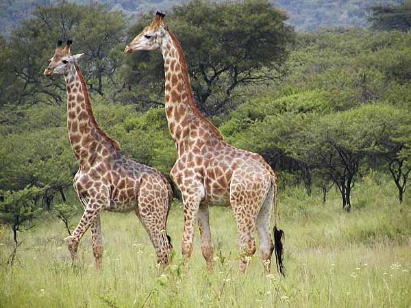 Giraffe pair