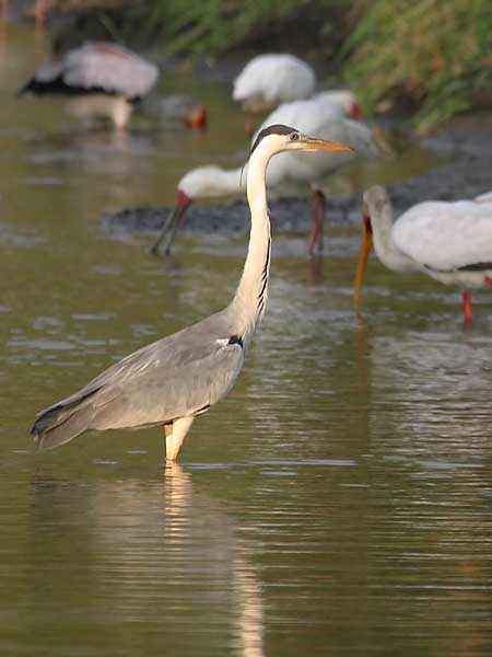 Grey Heron