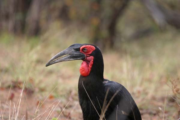 Southern Ground Hornbill, close-up