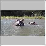 Hippo in river