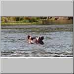 Hippo in Zambezi River