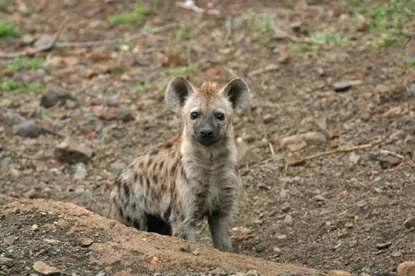 Spotted Hyena Pup