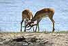 Impala rams fighting on river bank