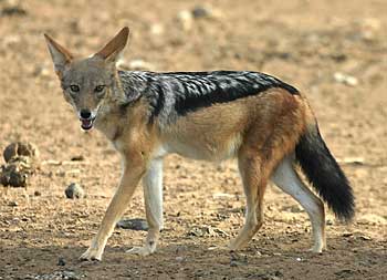 Black-backed jackal