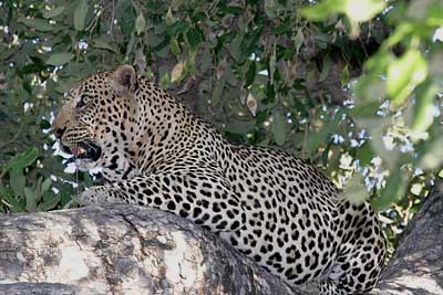 Leopard in tree