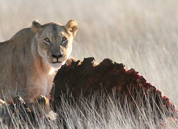 Lioness on buffalo kill