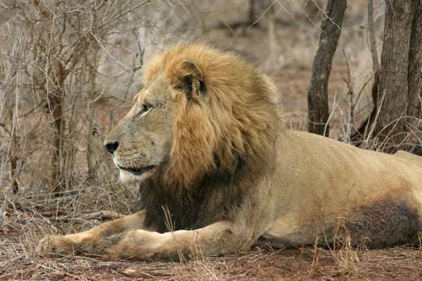 Lion male, side view, Kruger National Park