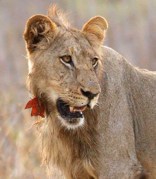 Young male lion, close-up