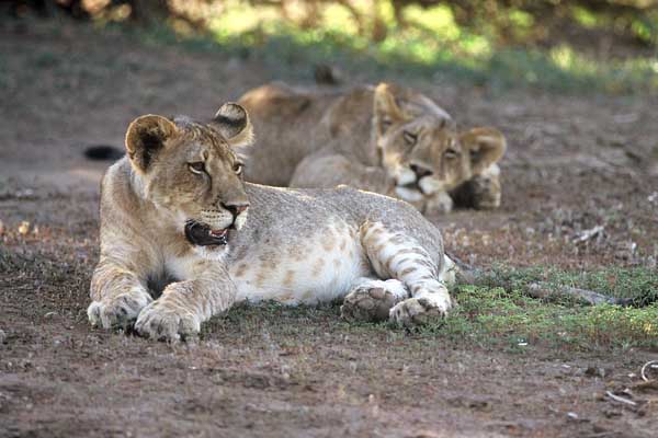 Lion cubs relaxing