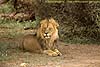 Photo of male lion at rest, Botswana