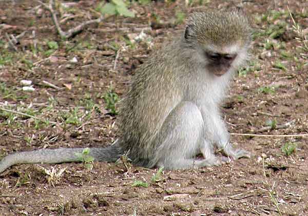 Young vervet monkey