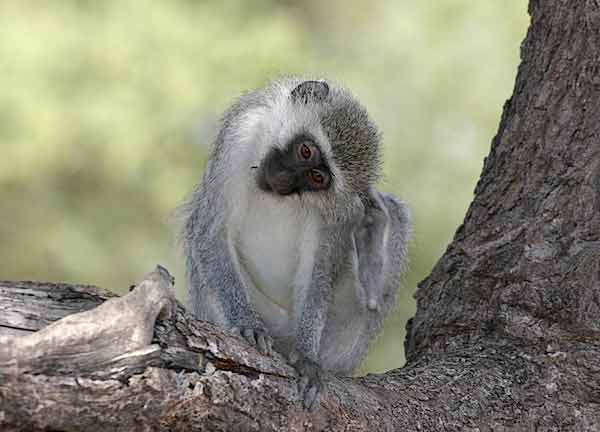 Monkey scratching its head