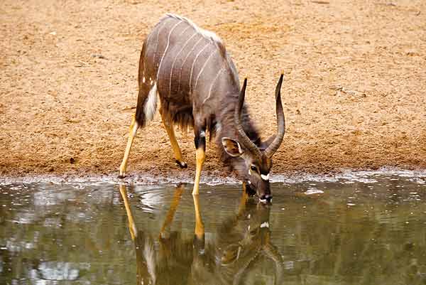 Nyala bull at waterhole