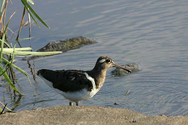 Painted Snipe