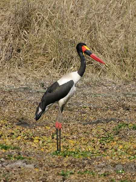 Saddlebilled Stork 