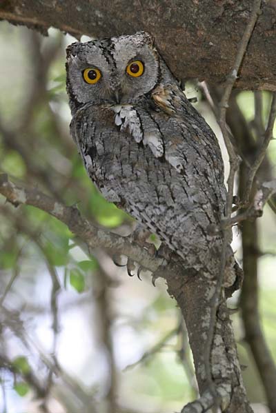 Scops Owl