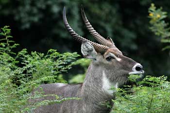 Waterbuck bull in green vegetation