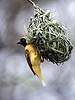 Masked Weaver