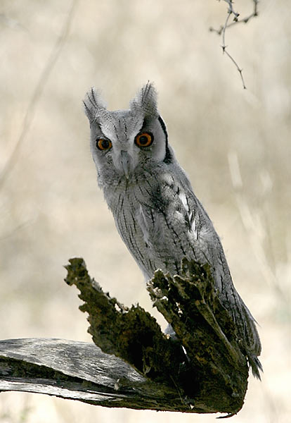 Young Whitefaced owl