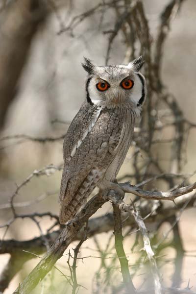 Whitefaced Owl