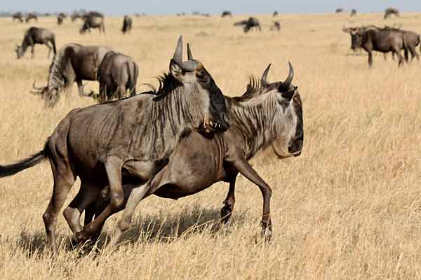 Wildebeest pair take fright, Grumeti Game Reserve, Tanzania