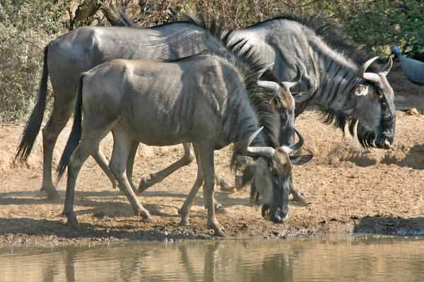 Wildebeest trio walking towards waterhole