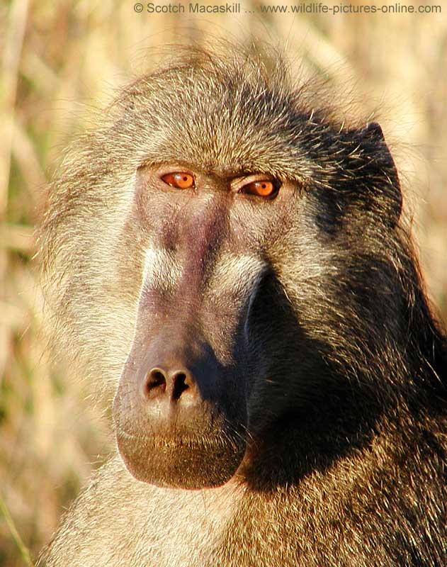 Chacma baboon portrait